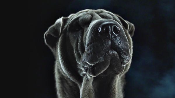 Swedish House Mafia -